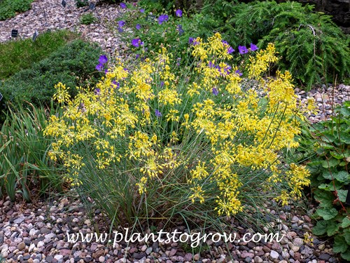 Small Yellow Onion (Allium flavum)